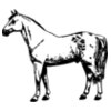 HORSE032